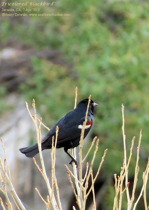 Tricolored Blackbird